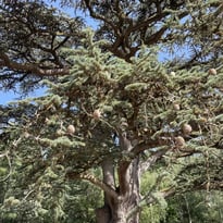 Balade "Arbres remarquables"