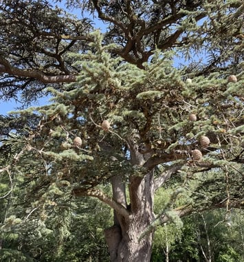 Balade "Arbres remarquables"