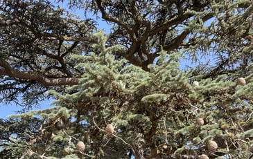 Balade "Arbres remarquables"
