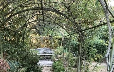 Visite : végétal et canicule